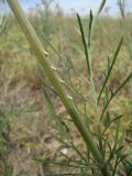 Scabiosa ochroleuca