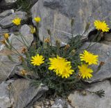 Leontodon biscutellifolius