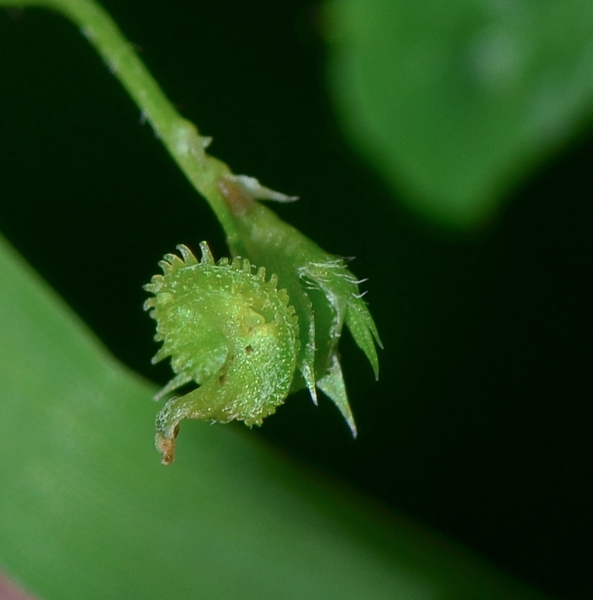 Изображение особи Medicago polymorpha.