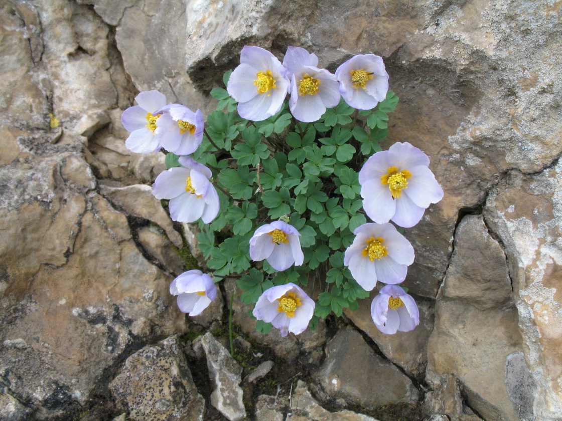 Image of Paraquilegia caespitosa specimen.