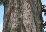 Robinia pseudoacacia. Средняя часть ствола. Германия, г. Дюссельдорф, Ботанический сад университета. 03.07.2014.