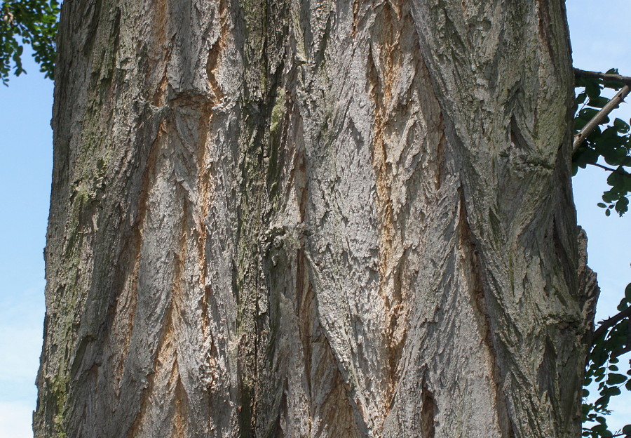 Image of Robinia pseudoacacia specimen.