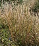 Achnatherum calamagrostis