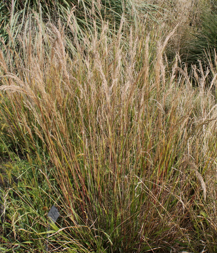 Изображение особи Achnatherum calamagrostis.