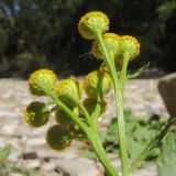 Tanacetum vulgare. Верхушка побега с соцветиями (вид со стороны обёртки). Краснодарский край, Абинский р-н, окр. ст. Шапсугская, галечный берег р. Адегой. 30.08.2014.