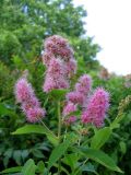 Spiraea &times; billardii