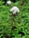 Ledum palustre. Верхушка побега с соцветием. Соловецкие острова, остров Большой Соловецкий. 09.07.2014.