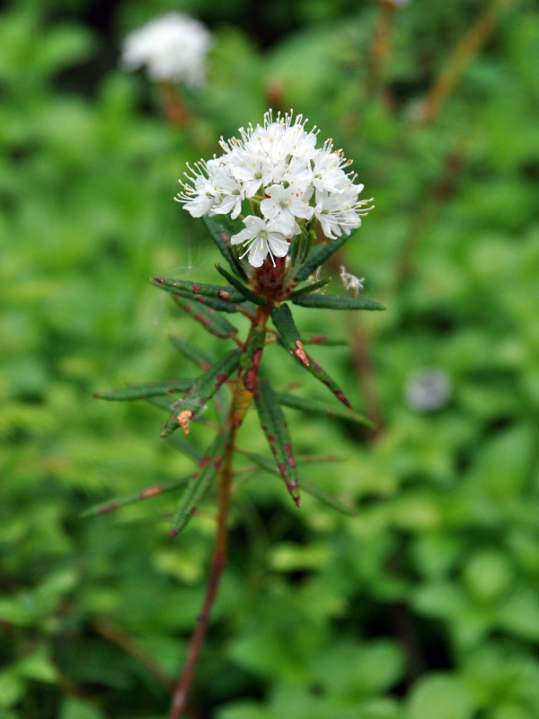 Image of Ledum palustre specimen.
