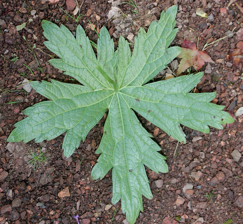 Image of Geranium psilostemon specimen.