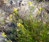 Filifolium sibiricum