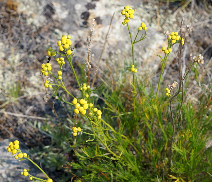 Изображение особи Filifolium sibiricum.