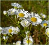 Erigeron annuus. Соцветие. Чувашия, окр. г. Шумерля, Кумашкинский заказник, Соколова поляна. 3 августа 2009 г.