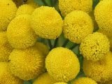 Tanacetum vulgare
