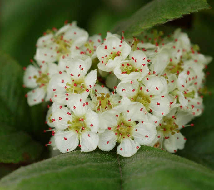 Image of Crataegus maximowiczii specimen.