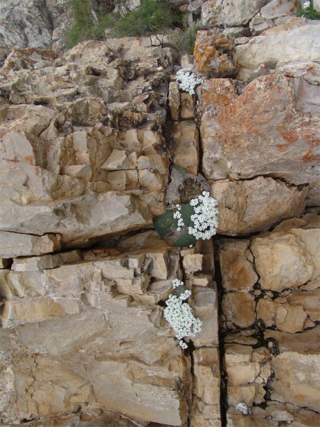 Image of Draba ossetica specimen.