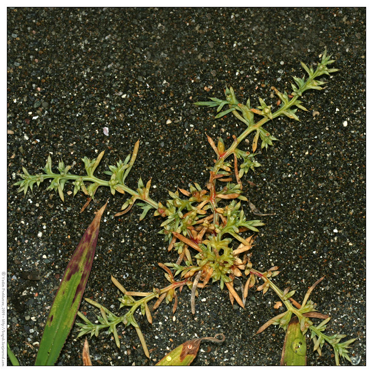Изображение особи Salsola pontica.