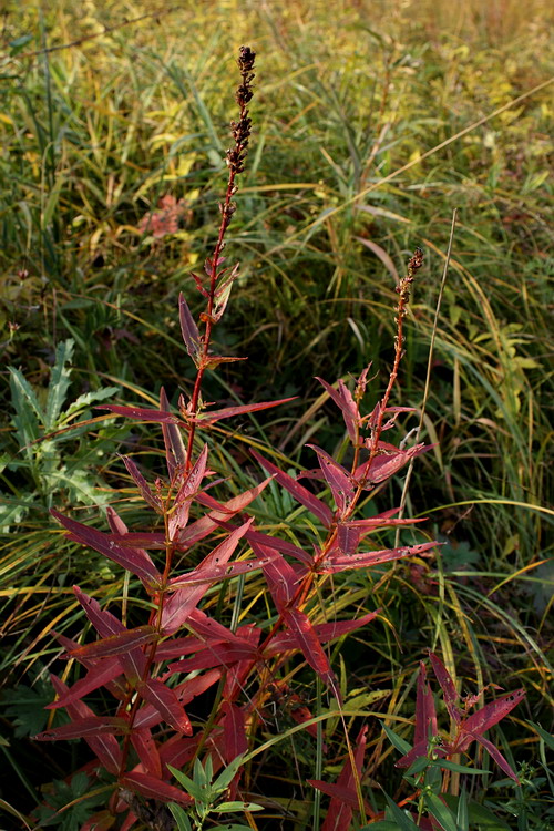 Изображение особи Lythrum salicaria.