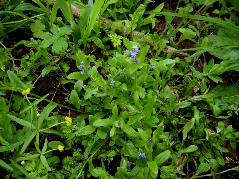 Изображение особи Myosotis butorinae.