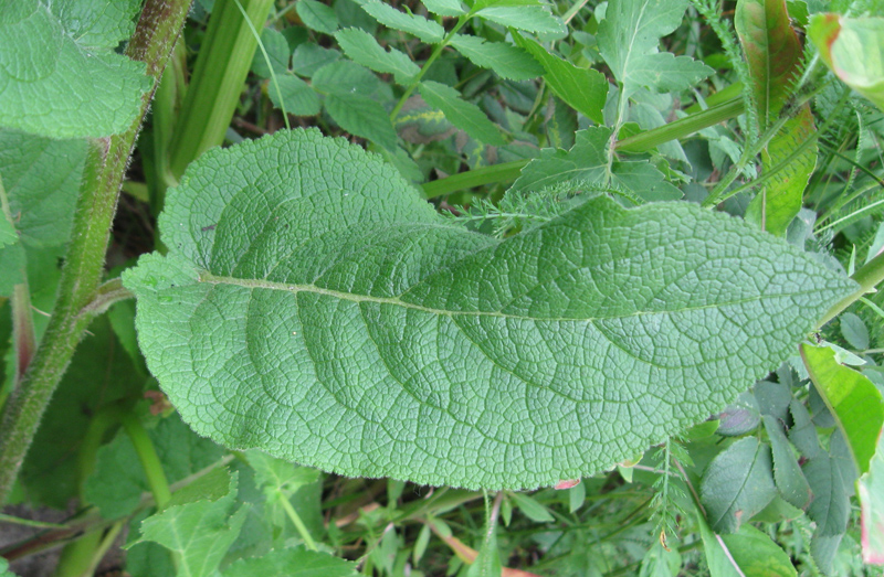 Изображение особи Verbascum nigrum.