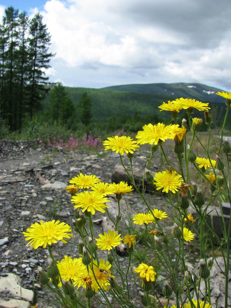 Изображение особи Crepis tectorum.