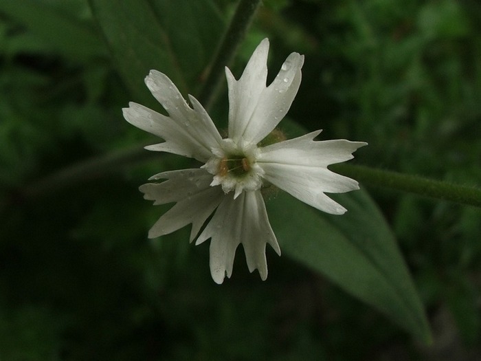 Изображение особи Melandrium latifolium.