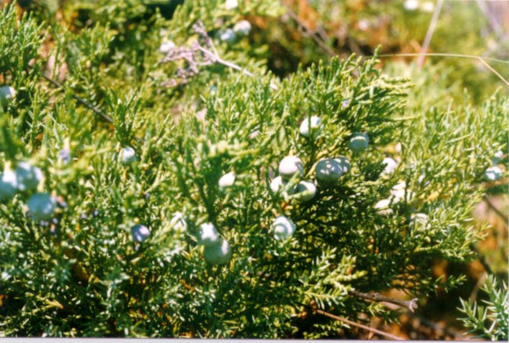 Image of Juniperus davurica specimen.