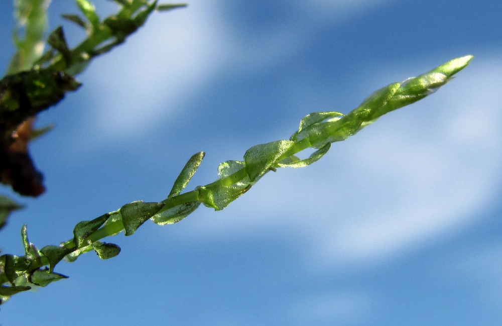 Image of Calliergon cordifolium specimen.