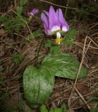 Erythronium sajanense variety elephantinum