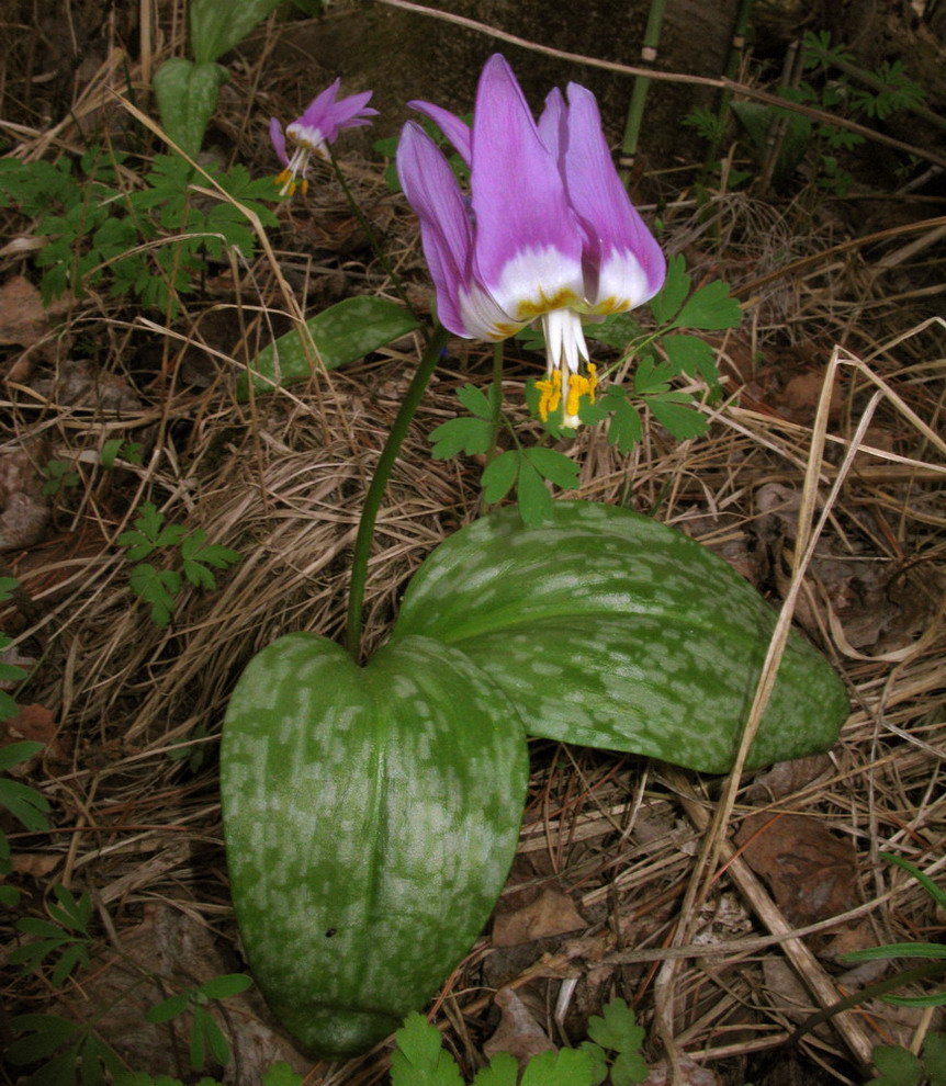 Изображение особи Erythronium sajanense var. elephantinum.