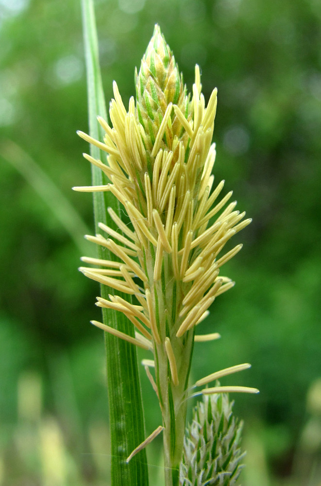 Image of Carex pallescens specimen.