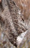 Salix myrsinifolia. Прошлогодний лист, оставшийся на побеге. Видны спороношения микромицетов. Окр. Архангельска, окраина ЛЭП. 03.05.2015.
