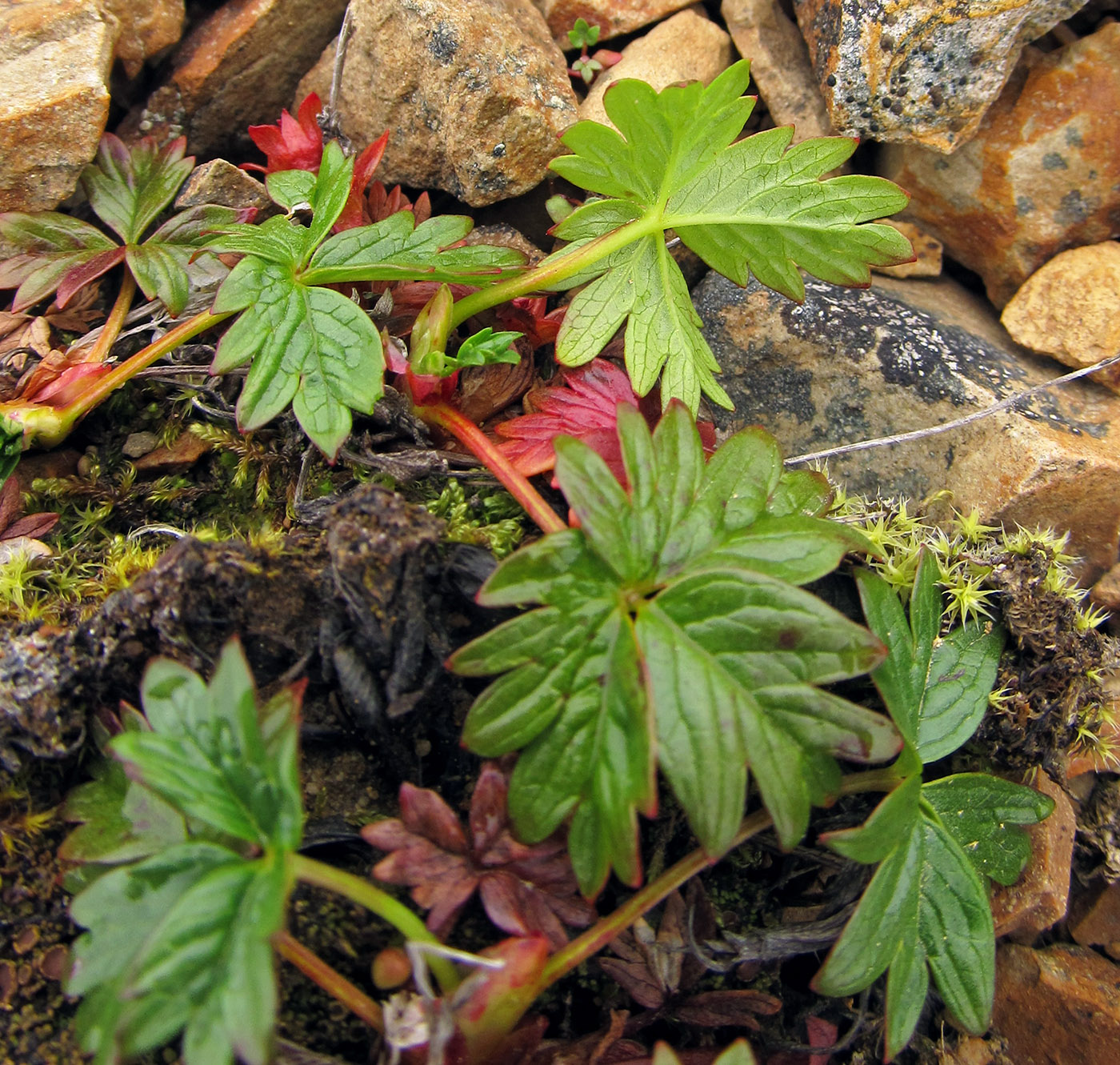 Изображение особи Potentilla beringii.