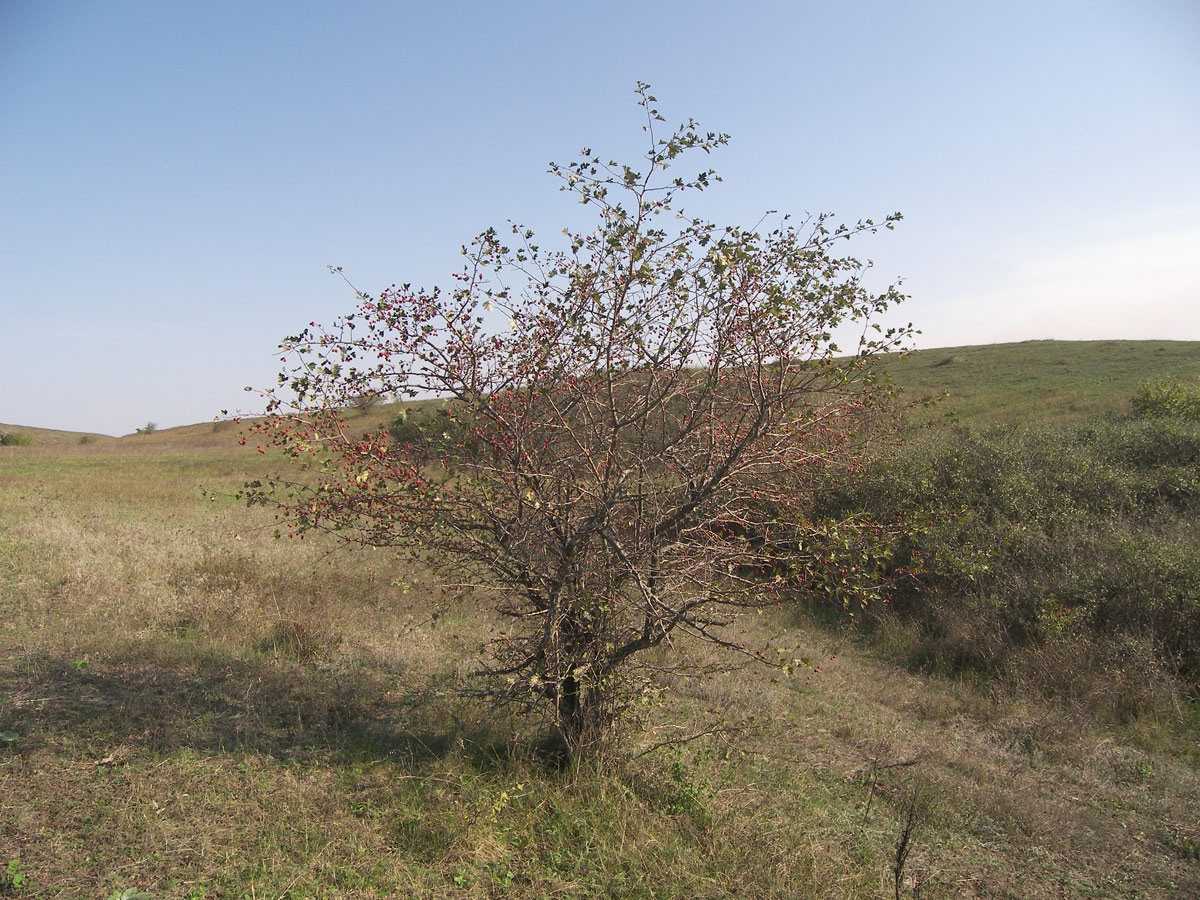 Image of Crataegus rhipidophylla specimen.