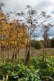 Heracleum sosnowskyi