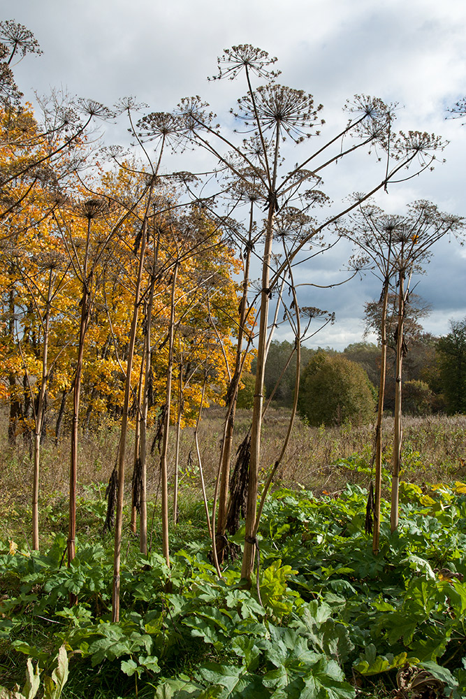 Image of Heracleum sosnowskyi specimen.