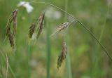 Bromus commutatus. Соплодие (метёлка). Белгородская обл., окр. пос. Борисовка, у дороги. 03.07.2009.