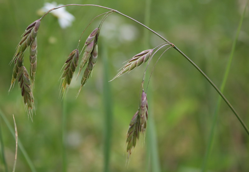 Изображение особи Bromus commutatus.