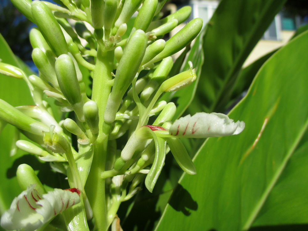 Image of Alpinia galanga specimen.