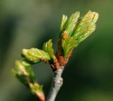 Quercus robur. Развивающиеся листья на верхушке побега. Московская обл., Раменский р-н, окр. дер. Хрипань, садовый участок. 10.05.2015.