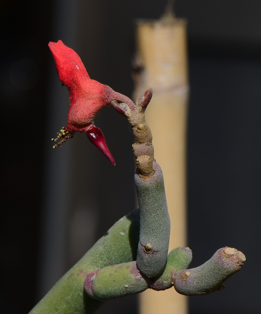 Изображение особи Euphorbia lomelii.