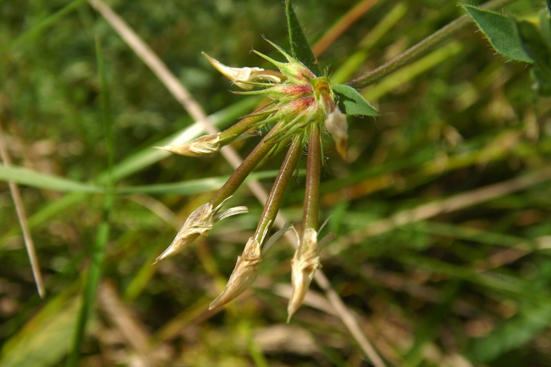 Image of Lotus ambiguus specimen.