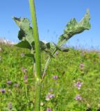 Cephalaria gigantea