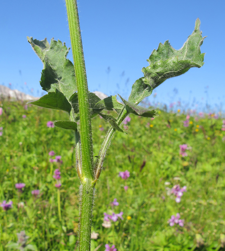 Изображение особи Cephalaria gigantea.