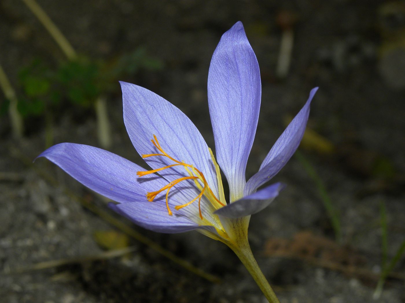 Изображение особи Crocus speciosus.