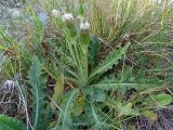 Cirsium rhizocephalum