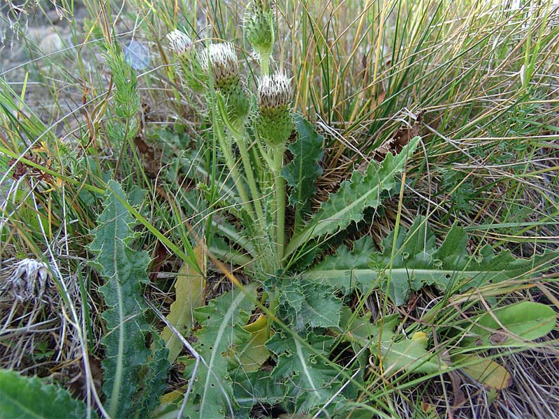 Изображение особи Cirsium rhizocephalum.