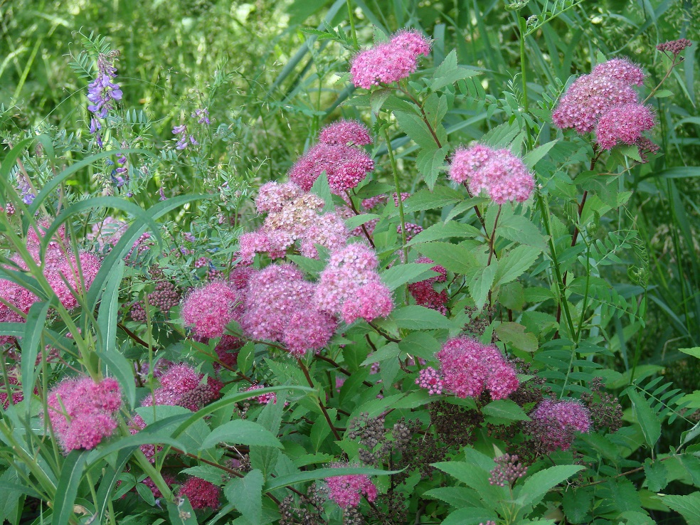 Image of Spiraea japonica specimen.