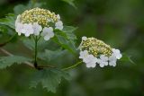 Viburnum opulus. Верхушки побегов с соцветиями. Республика Алтай, Шебалинский р-н, окр. с. Камлак, сосновый лес правого борта долины р. Сема. 08.06.2015.