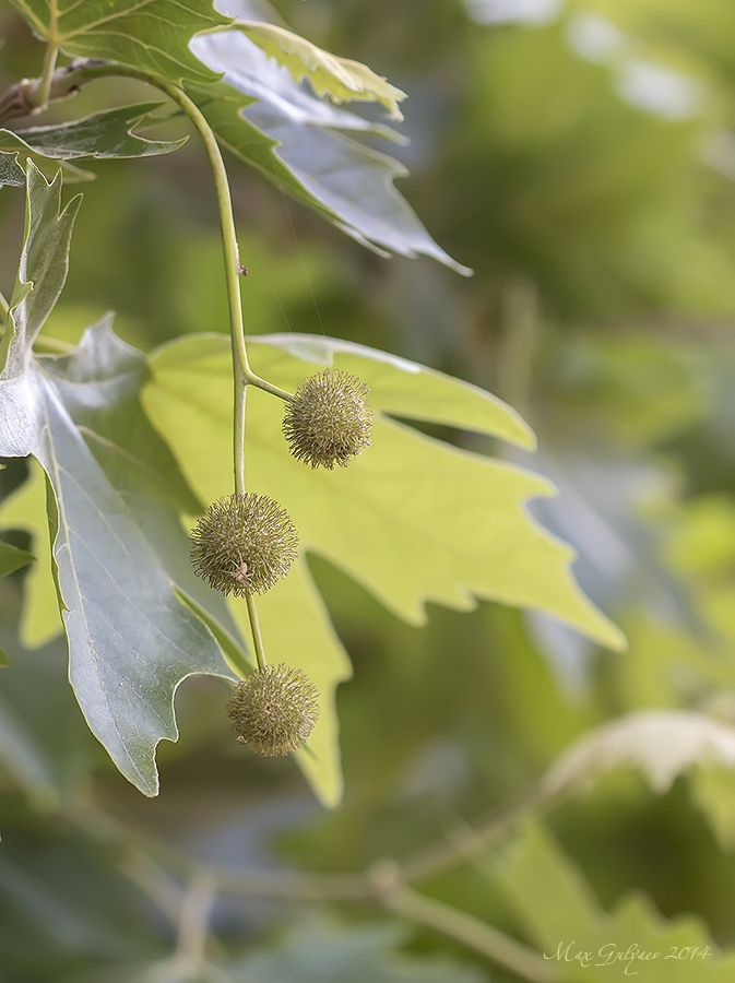 Image of Platanus orientalis specimen.