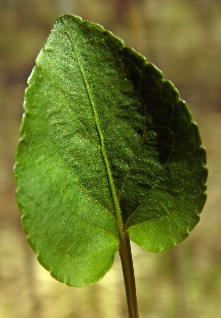 Изображение особи Viola riviniana.